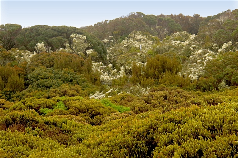 Enderby 2266 m Southern Rata Forest - Mega Herbs